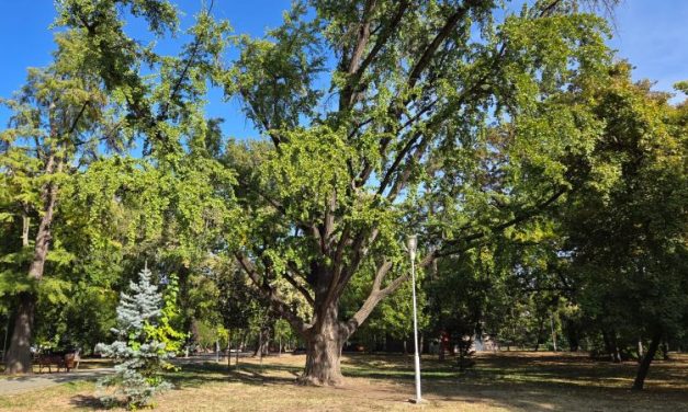 Japánból hozta Mühle Vilmos: Századfordulós csodafa él a temesvári gyermekparkban