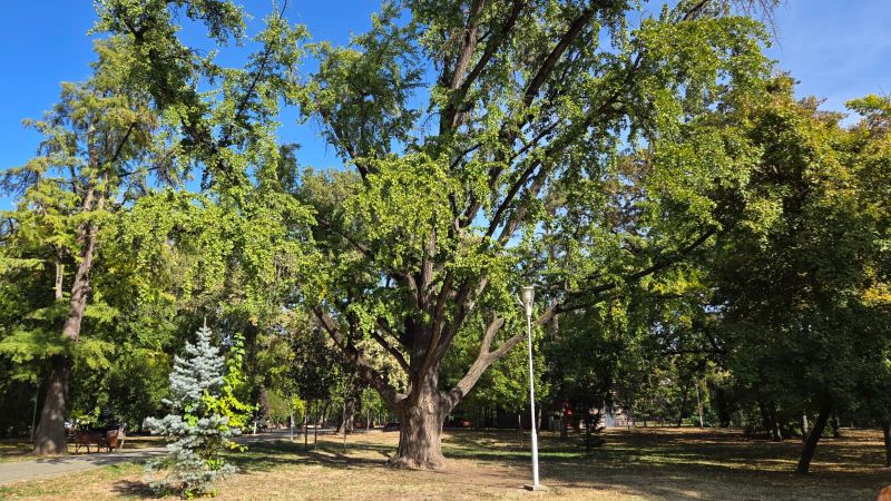 Japánból hozta Mühle Vilmos: Századfordulós csodafa él a temesvári gyermekparkban
